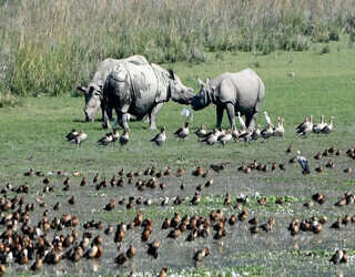 POBITORA WILDLIFE SANCTUARY