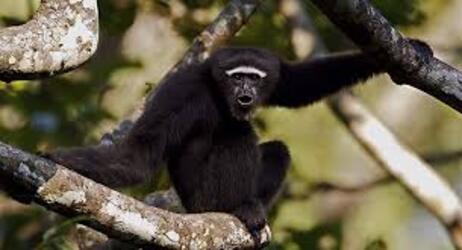 HOOLLONGAPAR GIBBON SANCTUARY